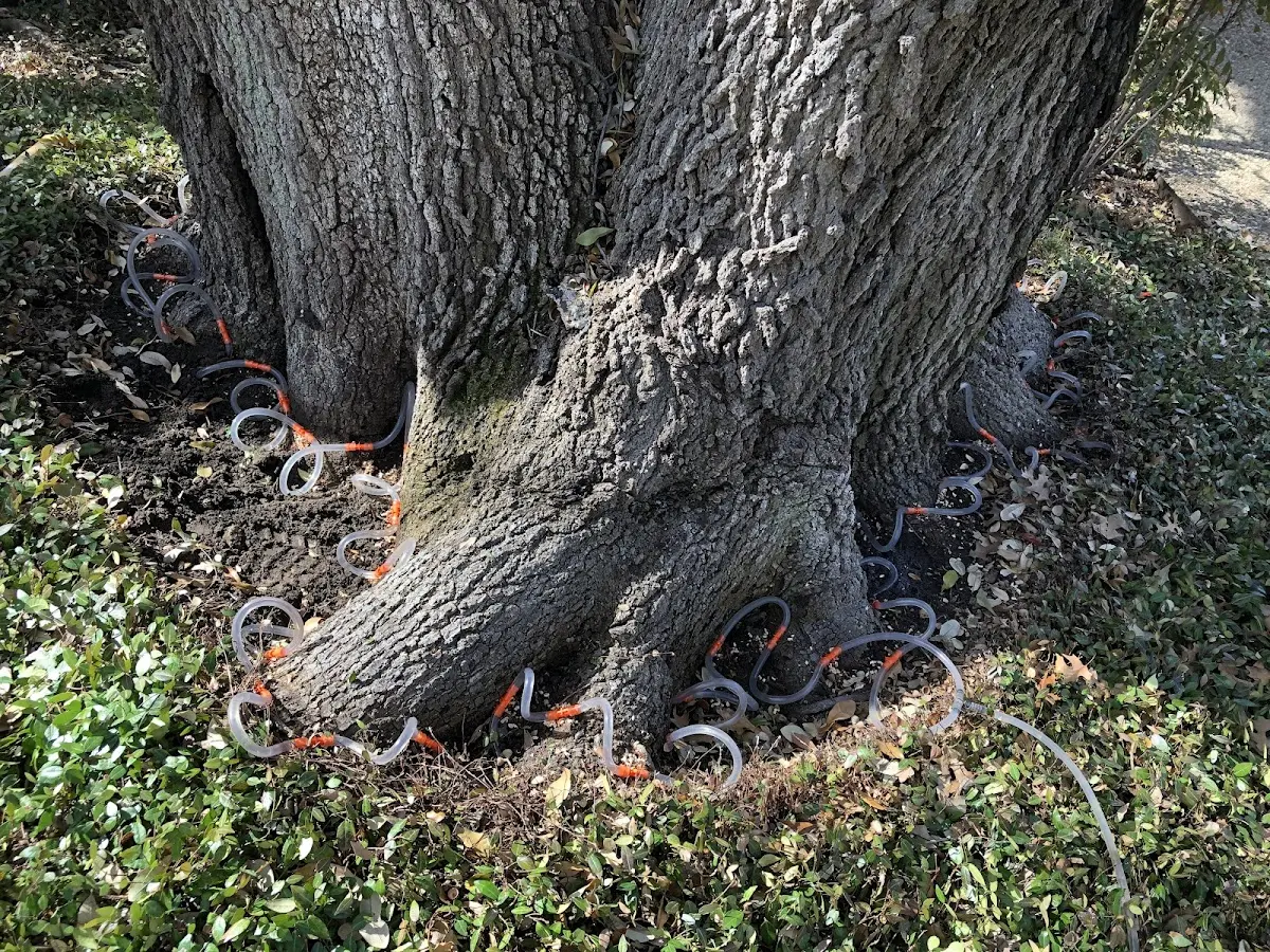 Detailed Tree Cabling and Bracing job site in Coy