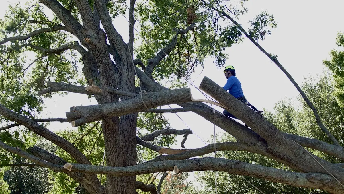 Professional Hazardous Tree Removal performed by certified arborists in Coy