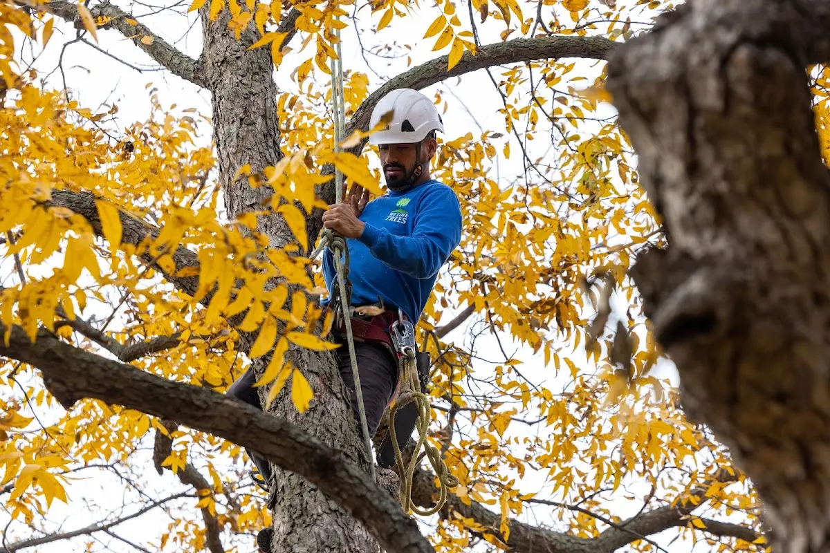 Skilled Tree Trimming crew working in Coy
