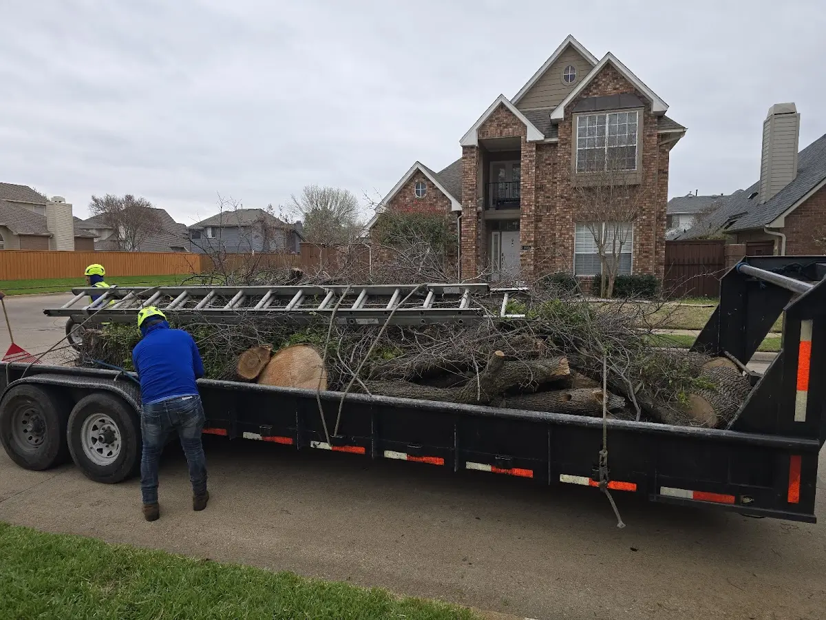 Expert Tree Removal with proper safety equipment in Coy